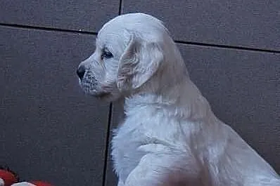 Planowane szczenięta GOLDEN RETRIEVER do odbioru w