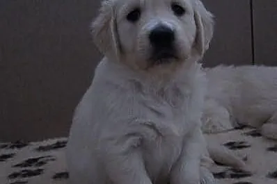 Planowane szczenięta GOLDEN RETRIEVER do odbioru w