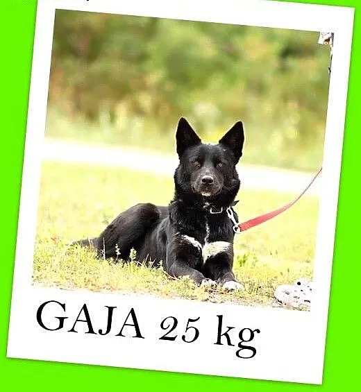 25 kg,mądra,łagodna,zrównoważona,spokojna suczka G