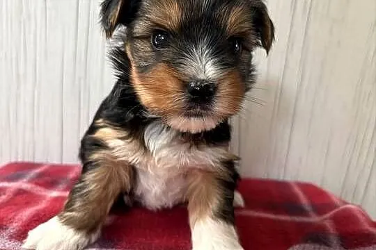 Do Rezerwacji Pestka Yorkshire Terrier Biewer