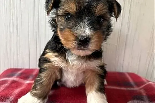 Do Rezerwacji Pestka Yorkshire Terrier Biewer, Wielkopolskie, Konin