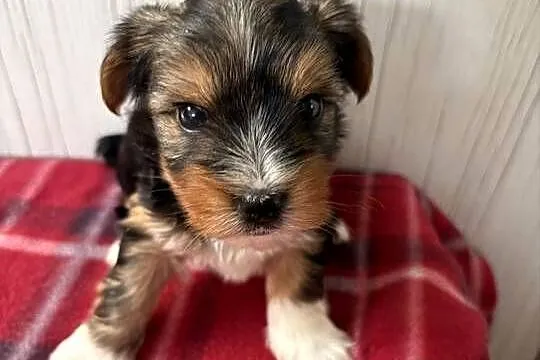 Do Rezerwacji Pestka Yorkshire Terrier Biewer, Wielkopolskie, Konin