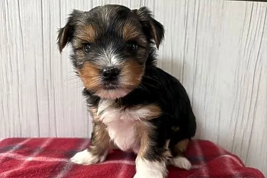 Do Rezerwacji Pestka Yorkshire Terrier Biewer, Wielkopolskie, Konin