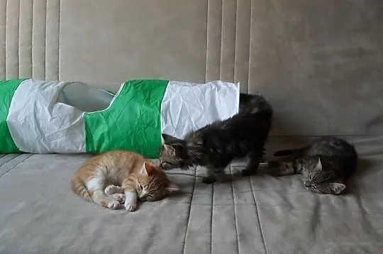 Malutki rudasek szuka domu z kumplem