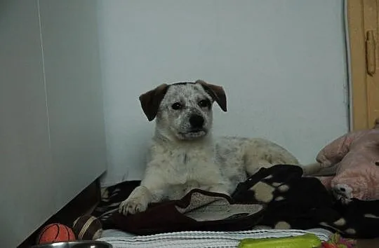 Cudownie umaszczony SZCZENIAK W KROPKI, malutka suczka do adopcji