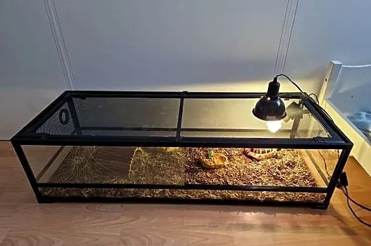 Żółw + terrarium (grecki, testudo hermanni)