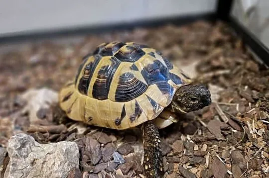 Żółw + terrarium (grecki, testudo hermanni), Śląskie, Rydułtowy