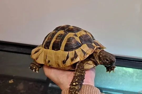 Żółw + terrarium (grecki, testudo hermanni), Śląskie, Rydułtowy