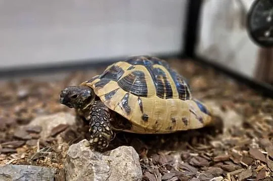 Żółw + terrarium (grecki, testudo hermanni), Śląskie, Rydułtowy