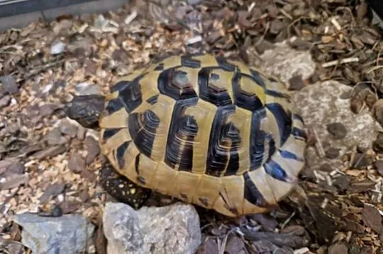 Żółw + terrarium (grecki, testudo hermanni), Śląskie, Rydułtowy