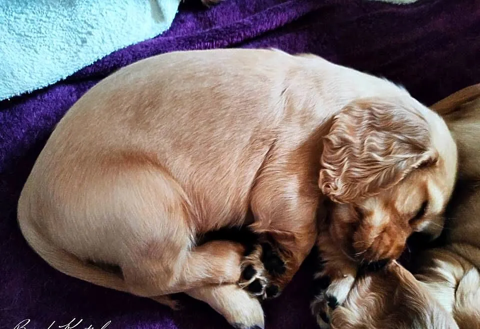 Cocker Spaniel Angielski, Małopolskie, Wieliczka
