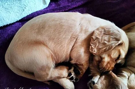 Cocker Spaniel Angielski
