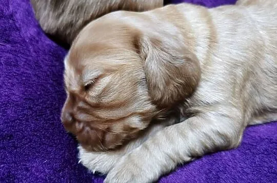 Cocker Spaniel Angielski, Małopolskie, Wieliczka