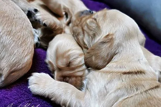 Cocker Spaniel Angielski, Małopolskie, Wieliczka