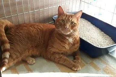 Rudy – wrażliwy olbrzym,  łódzkie Łódź