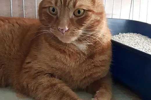 Rudy – wrażliwy olbrzym,  łódzkie Łódź
