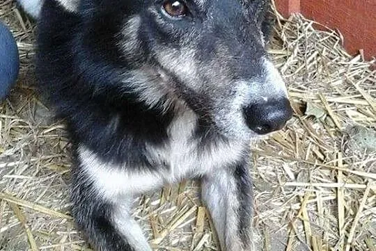 Uległy, nieśmiały Pacyfista, lubiący dzieci psiak szuka domu!