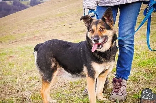 Piękna Kama czeka na dom