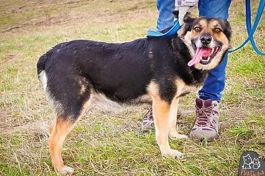 Piękna Kama czeka na dom