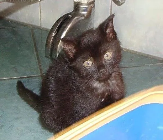 Beztroskie kociaki do adopcji!!!, łódzkie Łódź