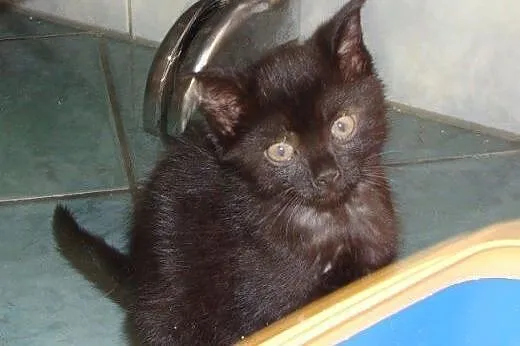 Beztroskie kociaki do adopcji!!!,  łódzkie Łódź