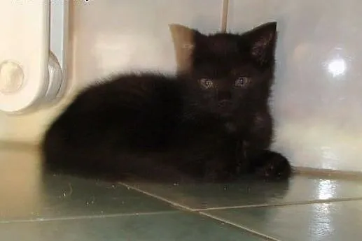 Beztroskie kociaki do adopcji!!!,  łódzkie Łódź
