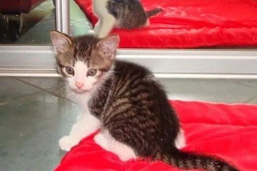 Beztroskie kociaki do adopcji!!!,  łódzkie Łódź
