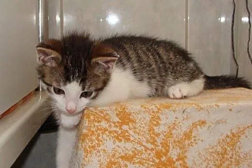 Beztroskie kociaki do adopcji!!!,  łódzkie Łódź