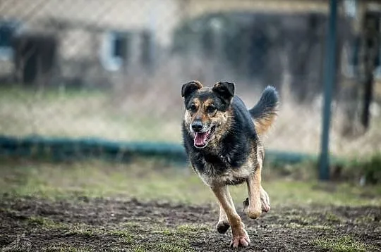 Leo - kudłate cudo na czterech łapach, zakochasz się na zabój:), Śląskie, Gliwice