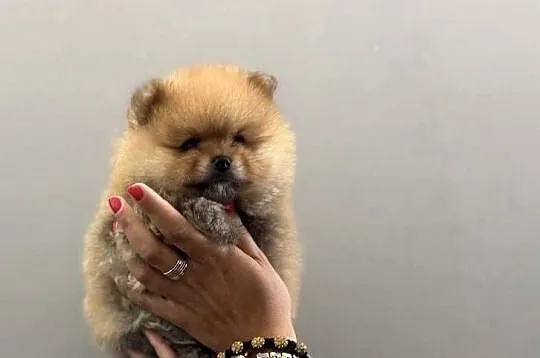 Pomeranian miniaturowy-Otello BOO