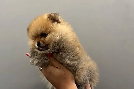 Pomeranian miniaturowy-Otello BOO, Pomorskie, Kolbudy