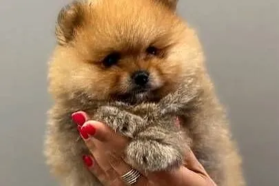 Pomeranian miniaturowy-Otello BOO, Pomorskie, Kolbudy