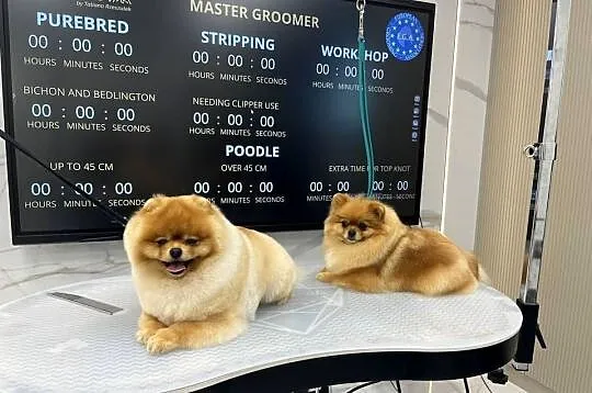 Pomeranian miniaturowy-Otello BOO, Pomorskie, Kolbudy