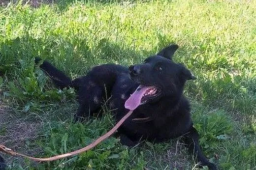 Cygan psiak w typie owczarka szuka kochającego dom