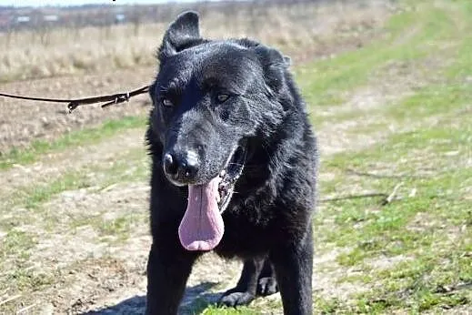 Cygan psiak w typie owczarka szuka kochającego dom