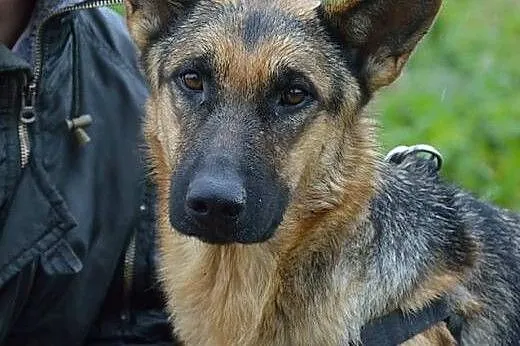 Sunia w typie owczarka niemieckiego szuka dobrego i kochającego domu !!!,  warmińsko-mazurskie Dobre Miasto