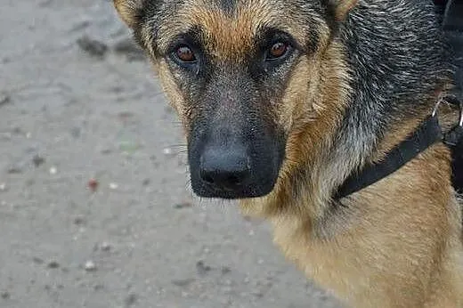 Sunia w typie owczarka niemieckiego szuka dobrego 