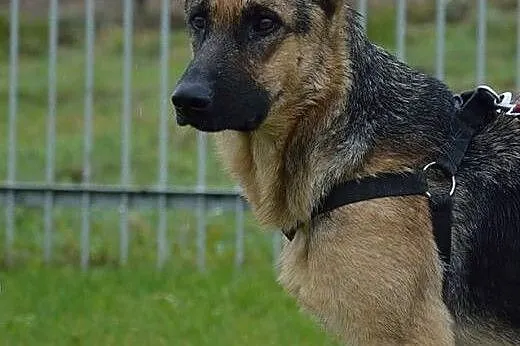 Sunia w typie owczarka niemieckiego szuka dobrego 