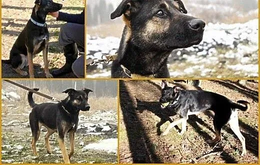 Inka młodziutka sunia, Kundelki cała Polska