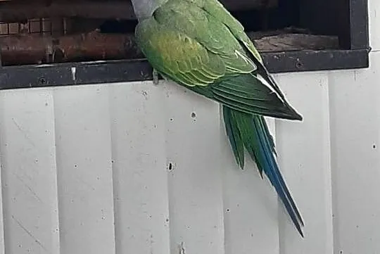 Aleksabdretta chińska samica 2019r obrączka dokumenty, Brzozówka, 