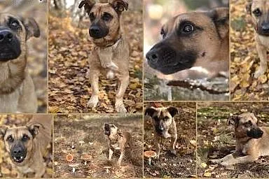 Flesz czeka na dom, śląskie Gliwice