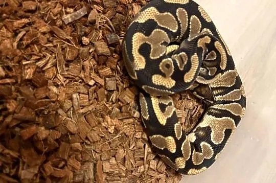 Pyton Królewski, Małopolskie, Wadowice