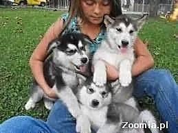 Husky szczenięta do przyjęcia,