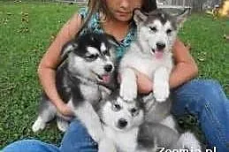 Husky szczenięta do przyjęcia,