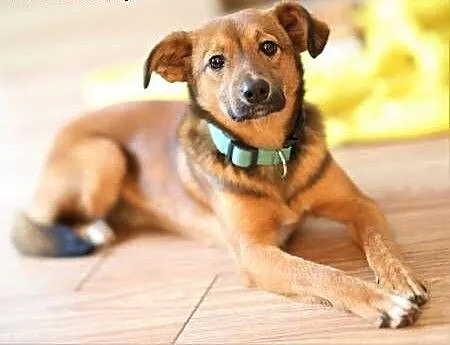 ROMEK - 7 miesięczny, uroczy szczeniak do adopcji, wielkopolskie Poznań, Wielkopolskie, Poznań