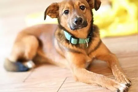 ROMEK - 7 miesięczny, uroczy szczeniak do adopcji,  wielkopolskie Poznań, Wielkopolskie, Poznań