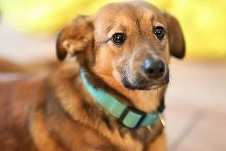 ROMEK - 7 miesięczny, uroczy szczeniak do adopcji,  wielkopolskie Poznań, Wielkopolskie, Poznań