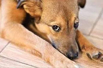 ROMEK - 7 miesięczny, uroczy szczeniak do adopcji,  wielkopolskie Poznań, Wielkopolskie, Poznań
