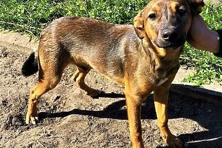 ROMEK - 7 miesięczny, uroczy szczeniak do adopcji,  wielkopolskie Poznań, Wielkopolskie, Poznań