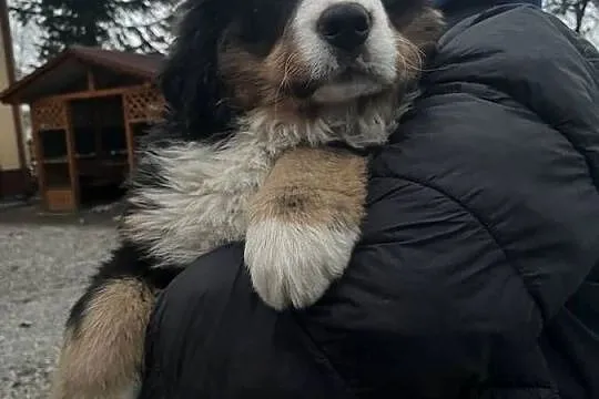Berneński pies pasterski Bobi